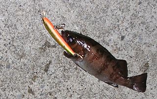 ミノーで釣れたメバル