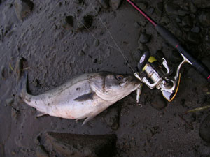 真冬の極太シーバス画像１