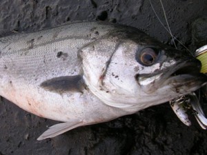 真冬のシーバスローリングベイトでゲット画像