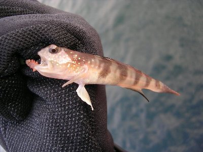 投げ釣りで釣れる魚の写真