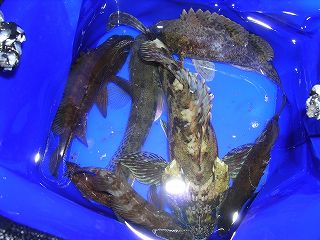 メバリングで釣れる魚