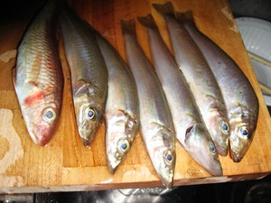 投げ釣りで釣れる魚の写真