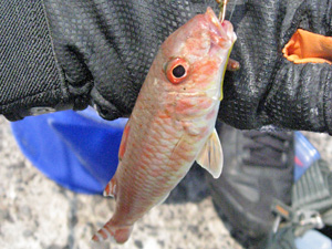 投げ釣りで釣れる魚の写真