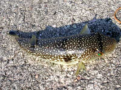 投げ釣りで釣れる魚の写真