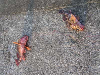 投げ釣りで釣れる魚の写真