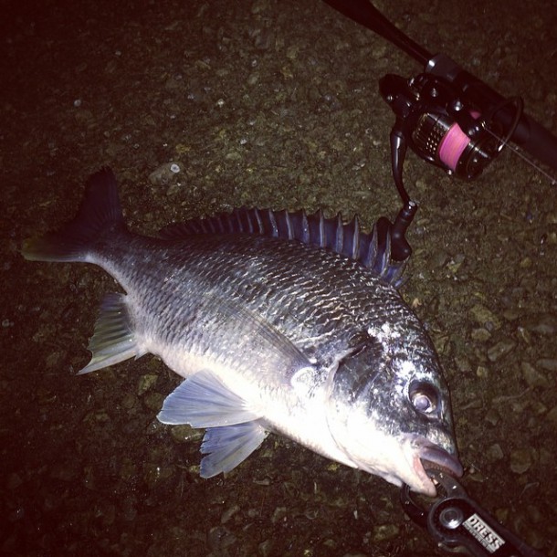 春のチヌイメージ