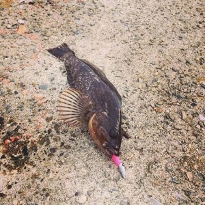 穴釣りでアイナメ