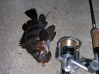 引きも強いメバル