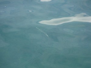 見えダツの写真