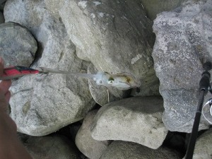 コロッケサイズのイカをゲット写真