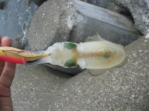 ちょっと大きめの子イカ写真