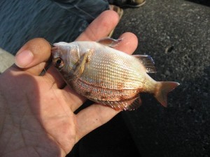 チャリコの写真