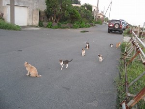 釣り人の魚を狙う猫軍団の写真