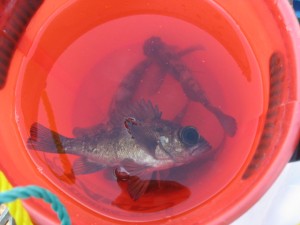 昼間にメバルを釣る画像