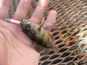 昼間でもメバルは釣れる画像