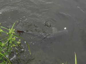 多摩川にて鯉ゲット！