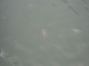 赤クラゲはラッキークラゲ