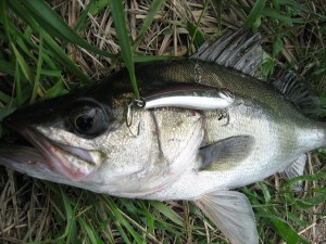 小さかったけどよく引くシーバス