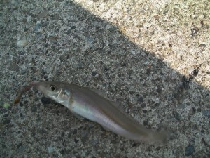 キスは１人１０匹ぐらい釣れた画像