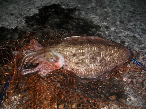 気持ち悪い顔のモンゴウイカ