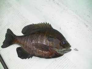 ブルーギルをメバルワームでゲット画像