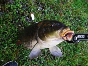 多摩川鯉ゲット画像