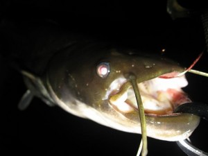 闇夜のナマズゲット画像！