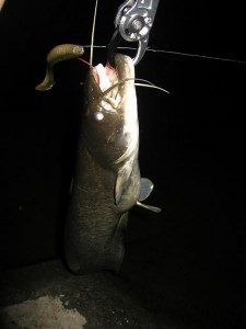 スタッガーでナマズゲット