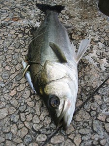 ナイスな引きを味わえた！隅田川シーバス画像
