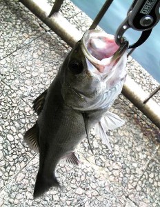 隅田川シーバス画像