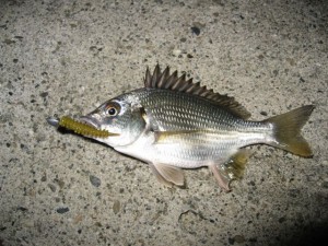 キビレの子供画像