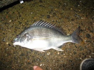 おまけのクロダイ画像