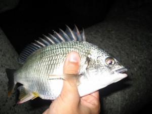 キビレのレギュラーサイズ