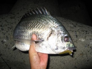 ナイスサイズのクロダイ