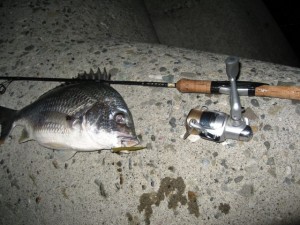 クロダイとタックルの画像