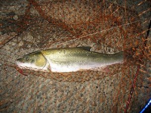 これだけのマルタなら楽しめる！