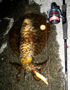 アオリイカ 伊豆の大物アオリイカをゲット画像