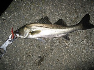 多摩川シーバスゲット画像