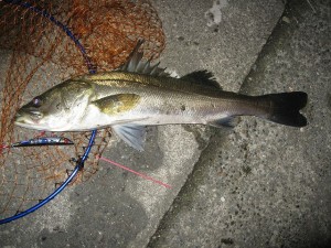 ワッキー氏のゲットしたベストプロポーションシーバス