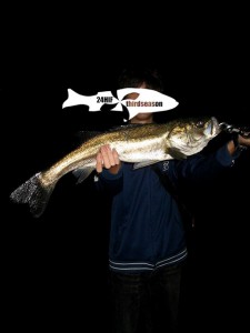 まさにナイスシーバス