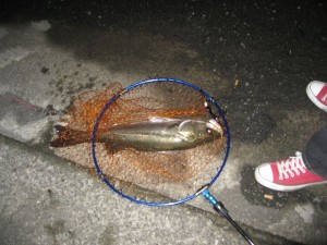 ブリブリに太った70センチオーバーシーバス