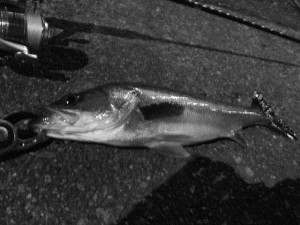 カメラの白黒写真モードを解除出来ず・・・