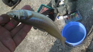 ナイスサイズシロギス画像