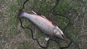 ブルックトラウト画像