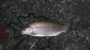 ナイスコンディションの50センチ級ニジマスゲット