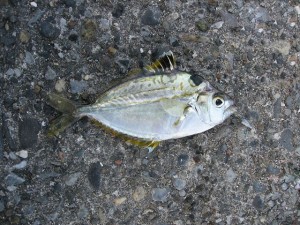 めちゃくちゃおいしいらしいヒイラギ