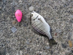 飛ばし浮きは小物釣りに重要なアイテム