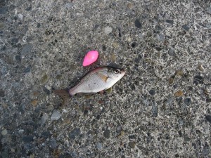 小さな海タナゴ