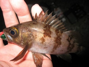 メバリングも好調！