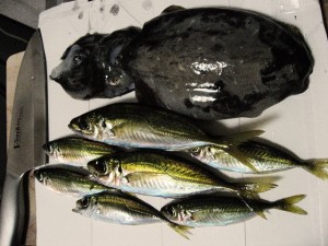 アジ＆コウイカ